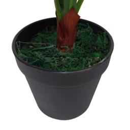 Botanik Bird Nest Fern Artificial Plant in Pot 60cm - Size: 60 x 60 x 60cm - Green - Wilko - thumbnail 5