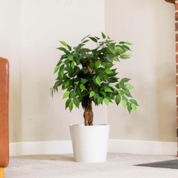 Garden Gear 3 Trunk Artificial Ficus Tree in Pot 90cm - Size: 90 x 17 x 17cm - Green - Thompson & Morgan - Wilko - thumbnail 3