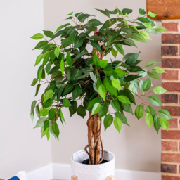 Garden Gear 3 Trunk Artificial Ficus Tree in Pot 90cm - Size: 90 x 17 x 17cm - Green - Thompson & Morgan - Wilko - thumbnail 5