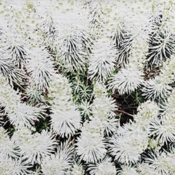Benjamin Tate Design Beautifully White Outdoor Cushion 45 x 45cm - Size: 45 x 30 x 10cm - Wilko - thumbnail 4
