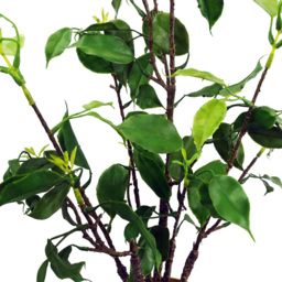 Leaf Banyan Bonsai Ficus Artificial Tree 60cm - Size: 60 x 30 x 30cm - Green - Wilko - thumbnail 3