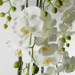 Botanik Large White Orchid Artificial Plant in Pot 3.6ft - Size: 110 x 40 x 40cm - Wilko - thumbnail 3