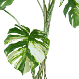 Botanik Variegated Monstera Artificial Tree in Pot 4ft - Size: 120 x 60 x 60cm - Green - Wilko - thumbnail 3