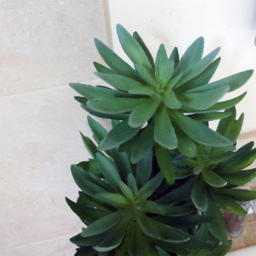 Botanik Tropical Yukka Artificial Plant in Pot 60cm - Size: 60 x 25 x 25cm - Green - Wilko - thumbnail 4