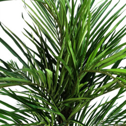 Botanik Areca Palm Artificial Tree in Pot 4ft - Size: 130 x 100 x 100cm - Green - Wilko - thumbnail 3