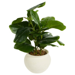 Fiddle Plant in Ceramic Pot - Green - Wilko - thumbnail 5