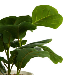 Fiddle Plant in Ceramic Pot - Green - Wilko - thumbnail 6