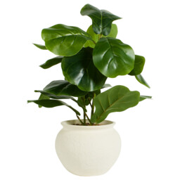 Fiddle Plant in Ceramic Pot - Green - Wilko - thumbnail 3