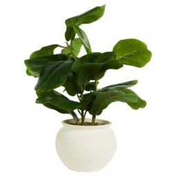 Fiddle Plant in Ceramic Pot - Green - Wilko - thumbnail 1