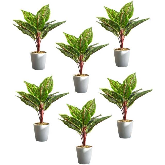 Leaf Calathea Veitchiana Artificial Plant in Pot 38cm 6 Pack - Size: 38 x 30 x 30cm - Green - Wilko - image 1