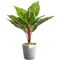 Leaf Calathea Veitchiana Artificial Plant in Pot 38cm 6 Pack - Size: 38 x 30 x 30cm - Green - Wilko - thumbnail 4