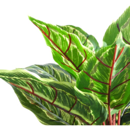 Leaf Calathea Veitchiana Artificial Plant in Pot 38cm 6 Pack - Size: 38 x 30 x 30cm - Green - Wilko - thumbnail 6