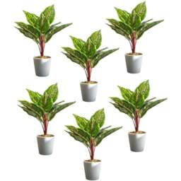 Leaf Calathea Veitchiana Artificial Plant in Pot 38cm 6 Pack - Size: 38 x 30 x 30cm - Green - Wilko - thumbnail 1