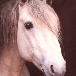 Velosso Horse Filled Cushion 43 x 43cm 2 Pack - n/a - Wilko - thumbnail 3