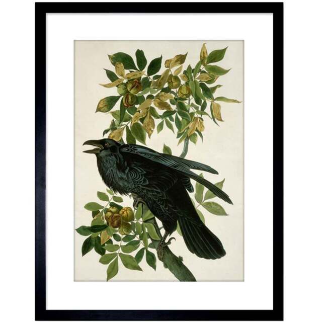 Wee Blue Coo Audubon Raven Painting Framed Wall Art Print 23 x 18cm - Size: 25.9 x 20.6 x 1.5cm - Black - Wilko - image 1