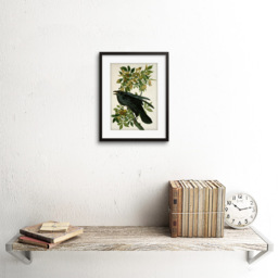 Wee Blue Coo Audubon Raven Painting Framed Wall Art Print 23 x 18cm - Size: 25.9 x 20.6 x 1.5cm - Black - Wilko - thumbnail 3