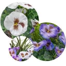GreenBrokers Artificial Purple and White Pansies Round Rattan Hanging Plant Baskets 2 Pack - Size: 30 x 60 x 30cm - Multi - Wilko - thumbnail 4