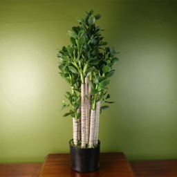 Botanik Green Jade Shrub Artificial Plant in Pot 75cm - Size: 75 x 25 x 25cm - Wilko - thumbnail 3