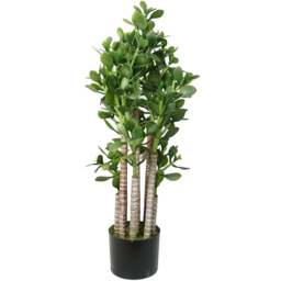 Botanik Green Jade Shrub Artificial Plant in Pot 75cm - Size: 75 x 25 x 25cm - Wilko - thumbnail 1