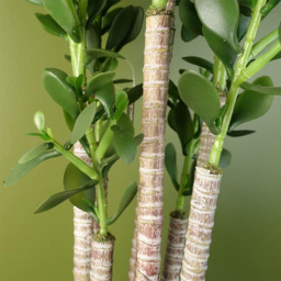 Botanik Green Jade Shrub Artificial Plant in Pot 75cm - Size: 75 x 25 x 25cm - Wilko - thumbnail 5