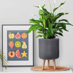 wilko Ribbed Black Indoor Cylinder Plant Pot with Legs 36cm - Instadecor - thumbnail 7