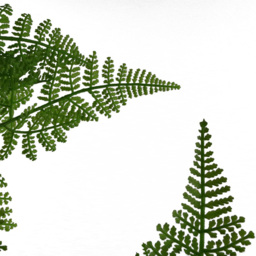 Botanik Moss Base Natural Fern Artificial Tree in Pot 5ft - Size: 150 x 60 x 60cm - Green - Wilko - thumbnail 4