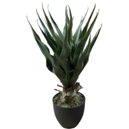 Botanik Agave Tropical Yucca Artificial Tree 70cm - Size: 70 x 50 x 50cm - Green - Wilko - thumbnail 3