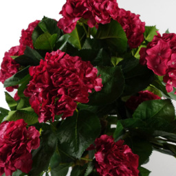 Botanik Pink Hydrangea Bush Artificial Plant in Pot 2.5ft - Size: 75 x 50 x 50cm - Dark Pink - Wilko - thumbnail 4