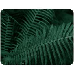 Benjamin Tate Design Deep Green Fern Leaves Blanket 120 x 150cm - Wilko - thumbnail 1