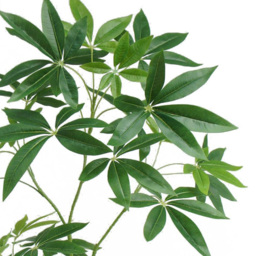 Botanik Pachira Money Tree Artificial Plant in Pot 4ft - Size: 120 x 50 x 50cm - Green - Wilko - thumbnail 3