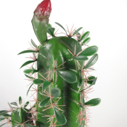 Leaf Cactus Artificial Plant in Pot 110cm - Size: 100 x 22 x 22cm - Green - Wilko - thumbnail 3