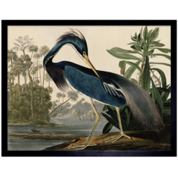 Artery8 Audubon Louisiana Heron Painting Framed Wall Art Print 30 x 41cm - Size: 43.3 x 33.3 x 1.5cm - Blue - Wilko - thumbnail 1