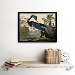 Artery8 Audubon Louisiana Heron Painting Framed Wall Art Print 30 x 41cm - Size: 43.3 x 33.3 x 1.5cm - Blue - Wilko - thumbnail 3