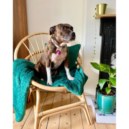 Desser Moon Natural Rattan Circular Chair - Size: Single - Cream - Desser Furniture - Wilko - thumbnail 7