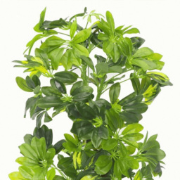 Botanik Gold Capella Umbrella Artificial Plant in Pot 2.5ft - Size: 65 x 45 x 45cm - Green - Wilko - thumbnail 4