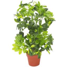 Botanik Gold Capella Umbrella Artificial Plant in Pot 2.5ft - Size: 65 x 45 x 45cm - Green - Wilko