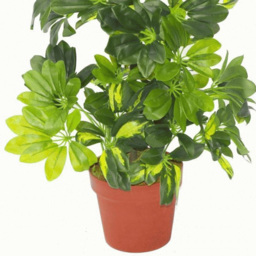 Botanik Gold Capella Umbrella Artificial Plant in Pot 2.5ft - Size: 65 x 45 x 45cm - Green - Wilko - thumbnail 3