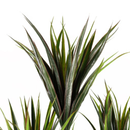 Botanik Tropical Yukka Artificial Tree in Pot 3ft - Size: 105 x 60 x 60cm - Green - Wilko - thumbnail 3