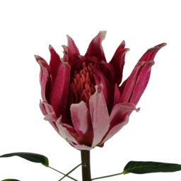 Leaf Pink Protea Sugarbush Stem Artificial Flower 6 pack - Size: 65 x 25 x 25cm - Wilko - thumbnail 5