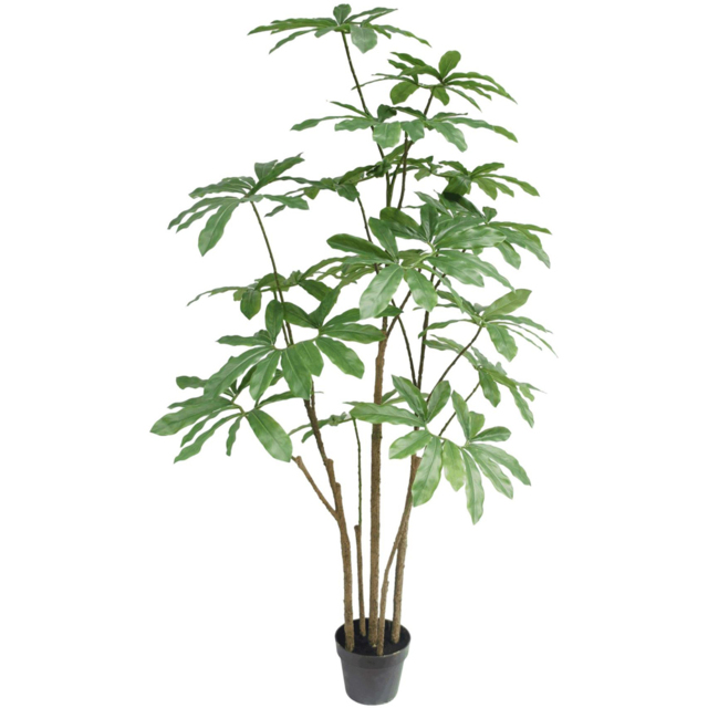 Botanik Dwarf Umbrella Artificial Tree in Pot 5ft - Size: 150 x 80 x 80cm - Green - Wilko - image 1