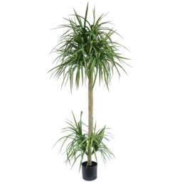 Botanik Dracaena Artificial Tree in Pot 6ft - Size: 180 x 60 x 60cm - Green - Wilko - thumbnail 1