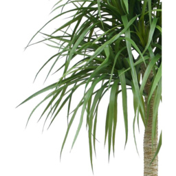 Botanik Dracaena Artificial Tree in Pot 6ft - Size: 180 x 60 x 60cm - Green - Wilko - thumbnail 3