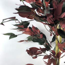 Botanik Capensia Ficus Artificial Tree in Pot 4ft - Size: 120 x 60 x 60cm - Red - Wilko - thumbnail 6