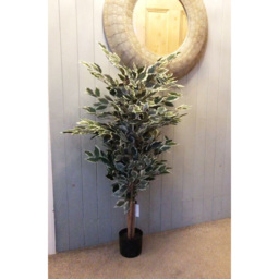 Botanik Ficus White Edge Bushy Realistic Artificial House Plant 4.3ft - Size: 130 x 60 x 60cm - Green - Wilko - thumbnail 3
