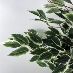 Botanik Ficus White Edge Bushy Realistic Artificial House Plant 4.3ft - Size: 130 x 60 x 60cm - Green - Wilko - thumbnail 5