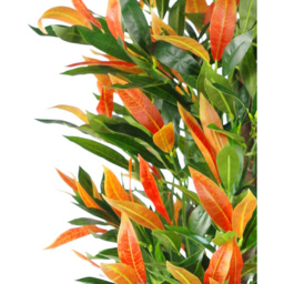 Botanik Red Green Ficus Artificial Plant with Real Wood Trunk in Pot 4.3ft - Size: 130 x 50 x 50cm - Wilko - thumbnail 4