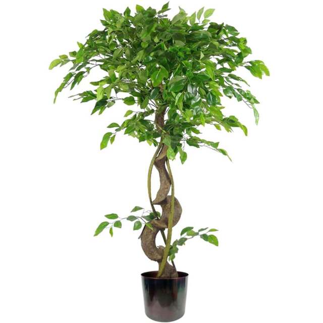 Botanik Japanese Fruticosa Ficus Artificial Tree with Twisted Trunk in Rainbow Metal Planter 4ft - Size: 120 x 60 x 60cm - Green - Wilko - image 1
