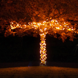 Eagle Connect 250 Gold LED Cluster Light 5m - Size: 34 x 12 x 12cm - Black - Wilko - thumbnail 5
