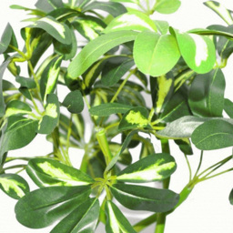 Leaf Arboricola Artificial Plant in Pot 70cm - Size: 70 x 50 x 50cm - Green - Wilko - thumbnail 3