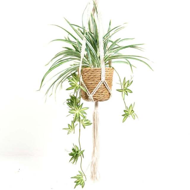 Spider Plant in Hanging Basket2 - Wilko - image 1